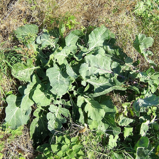 Cabbage Seed