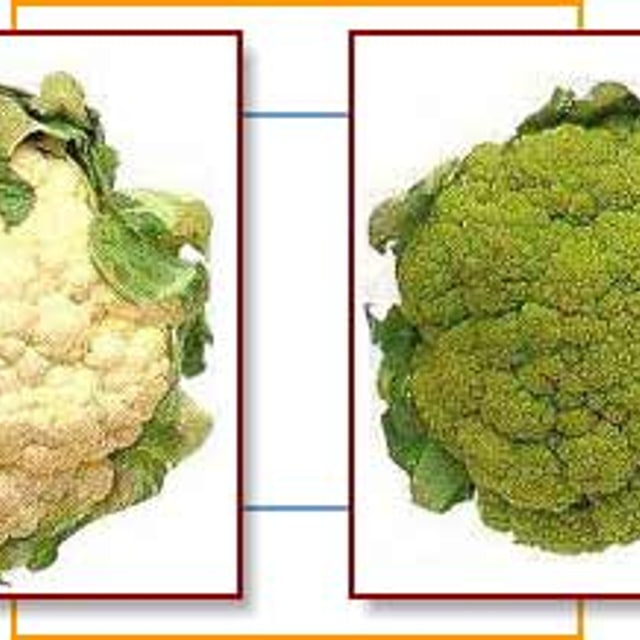 Cauliflower Seed