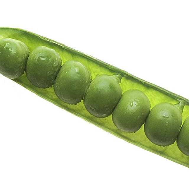 Pea Seed