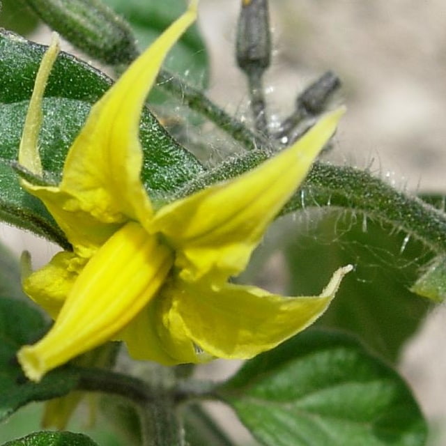Tomato Seed