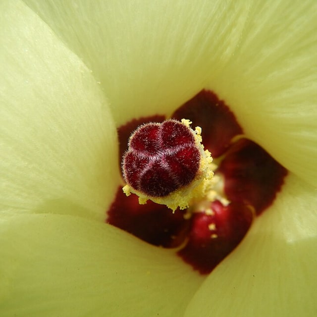 Okra/Lady Finger Seed