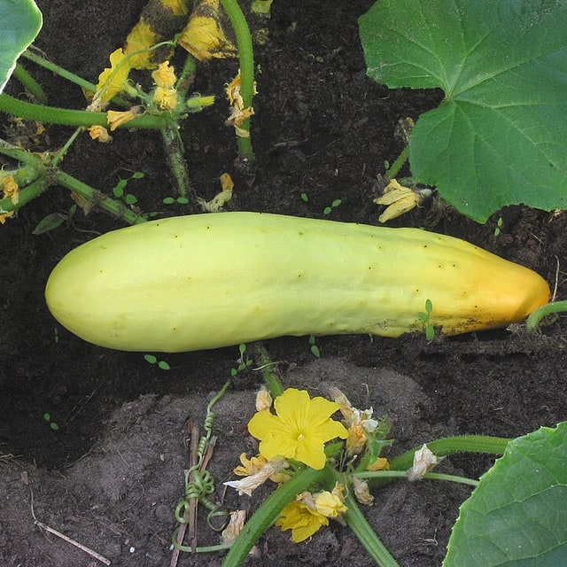 Cucumber Seed