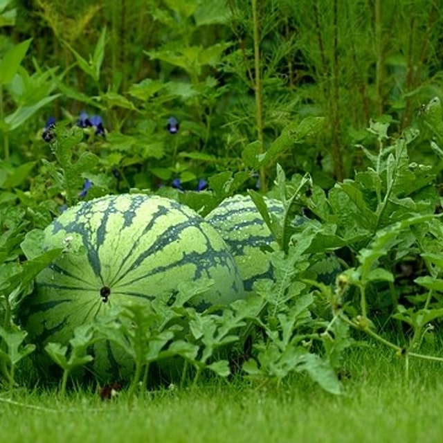 Watermelon Seed
