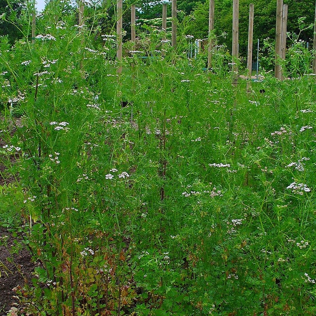 Coriander Seed for sowing