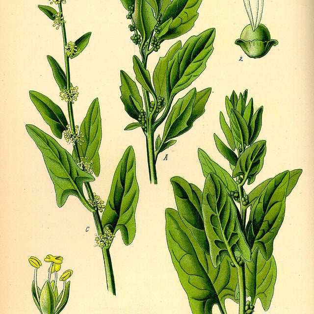 Spinach Seed