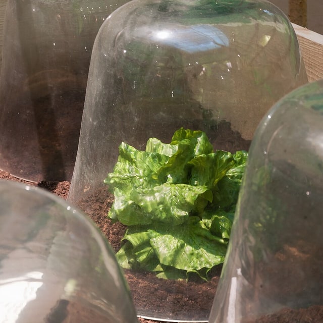 Lettuce Seed