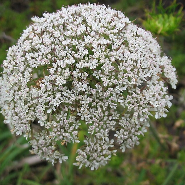 Carrot Seed