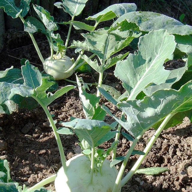 Knol Khol Seed