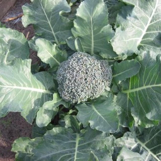Broccoli Seed