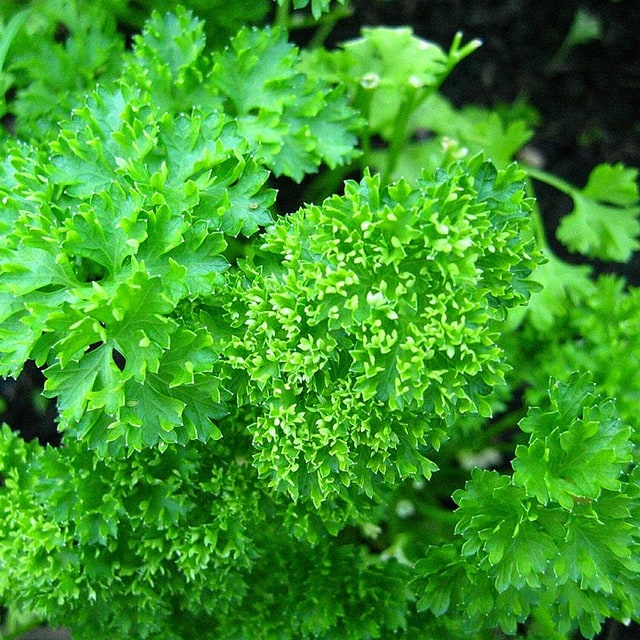 Parsley Seed