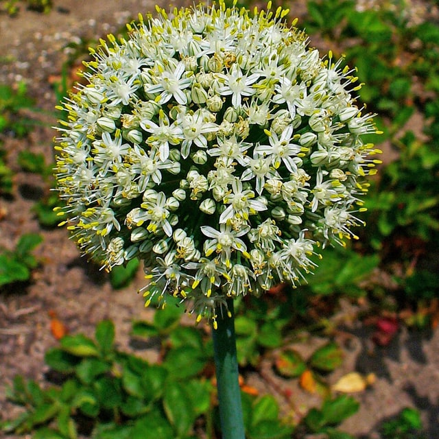 Spring Onion Seed