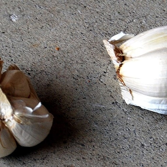 Garlic Chive Seed