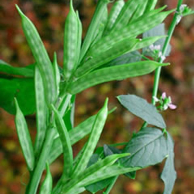 Cluster Bean Seed