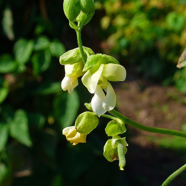 Hyacinth Bean Seed