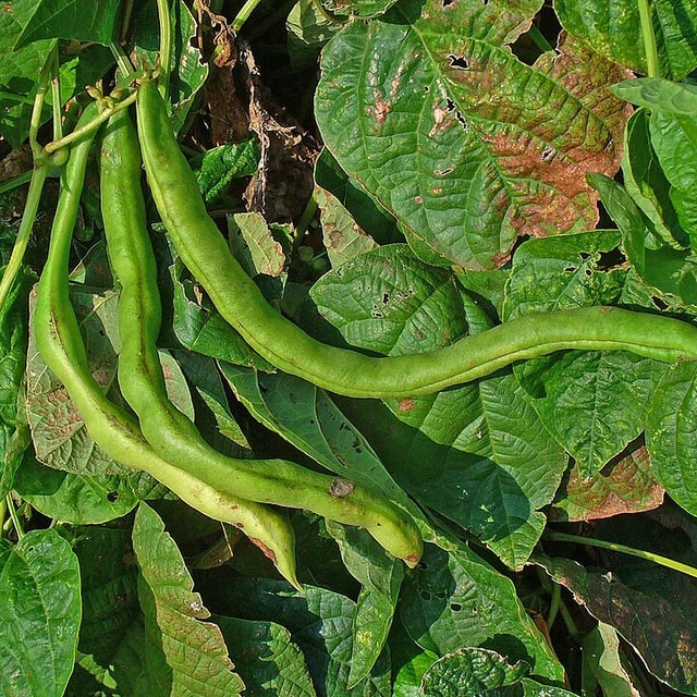 Broad Bean Seed
