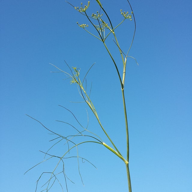 Fennel Seed for sowing