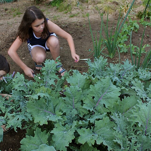 Kale Seed