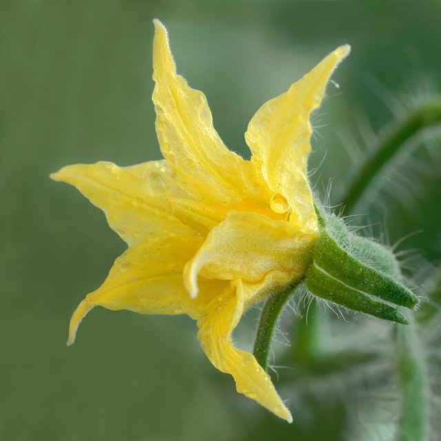 Cherry Tomato Seed