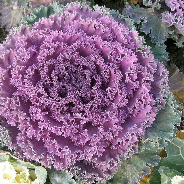 Hybrid Cabbage Seed