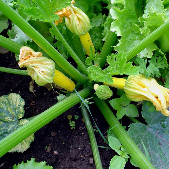 Hybrid Pumpkin Seed