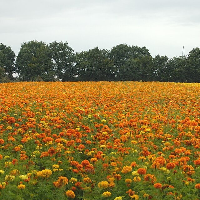 Marigold Seed