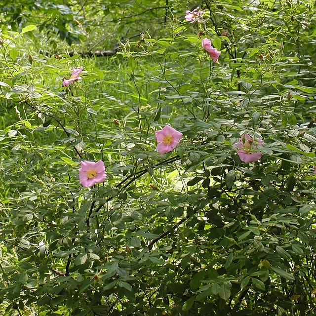 Rose Seed