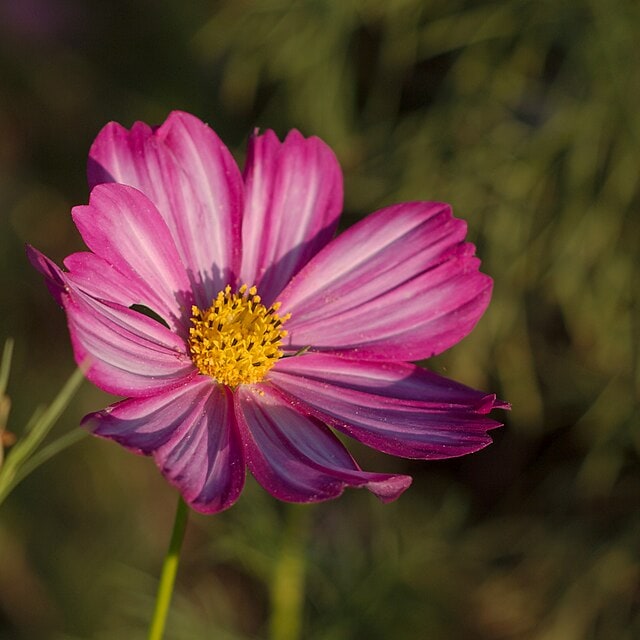 Cosmos Seed