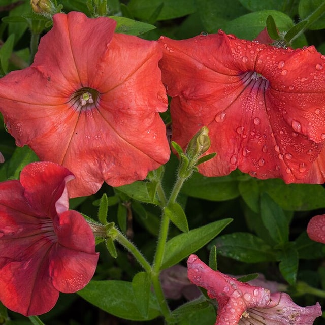 Petunia Seed