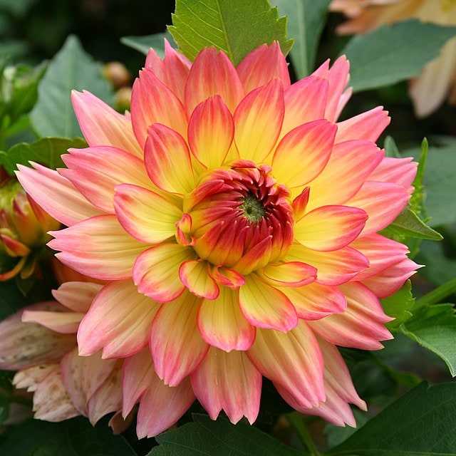 Dahlia Seed