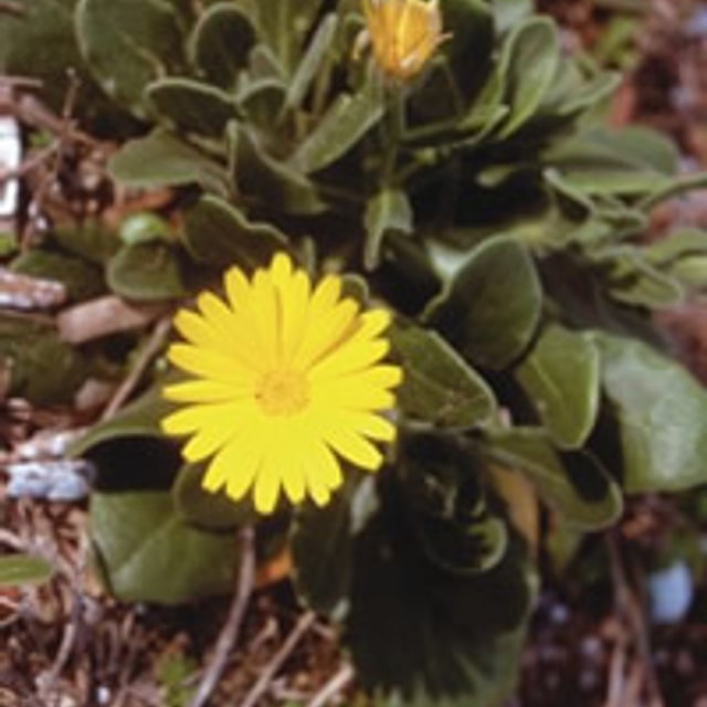 Calendula Seed