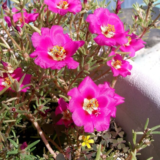 Portulaca Seed