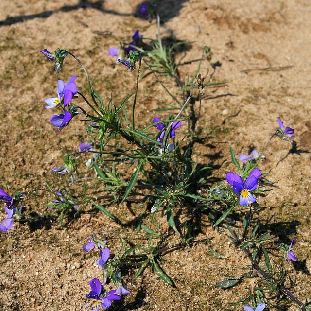 Pansy Seed