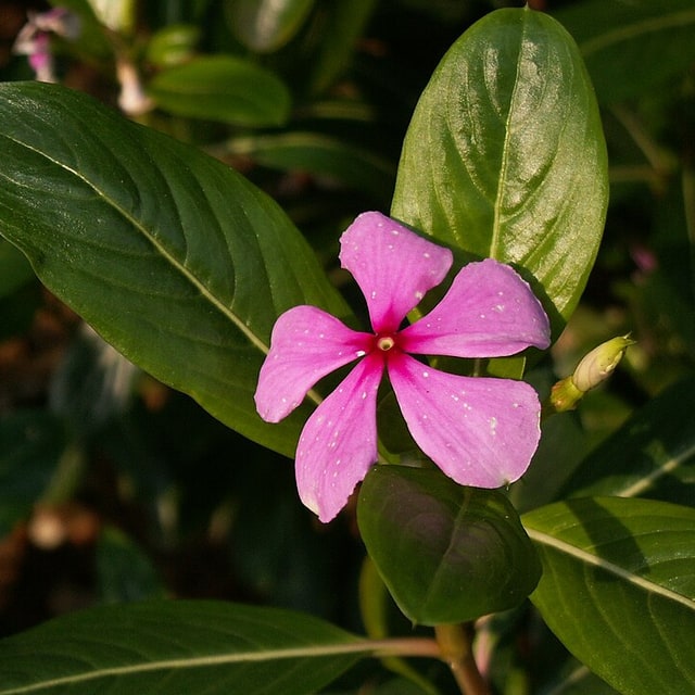 Vinca Seed