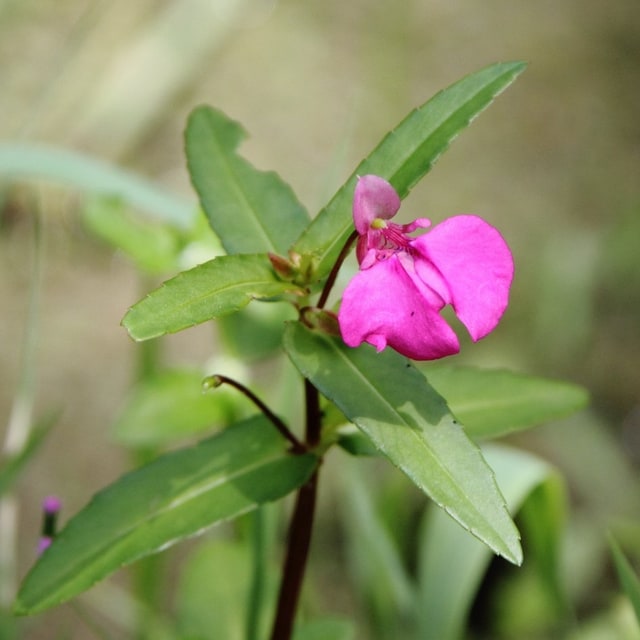 Impatiens Seed