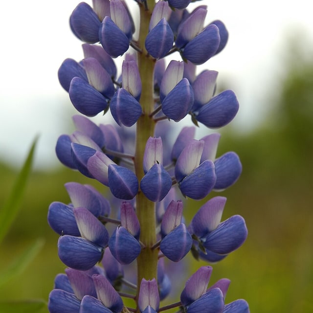 Lupin Flower Seed