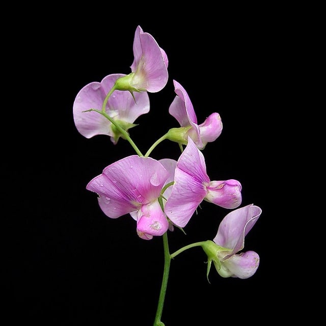 Sweet Pea Seed