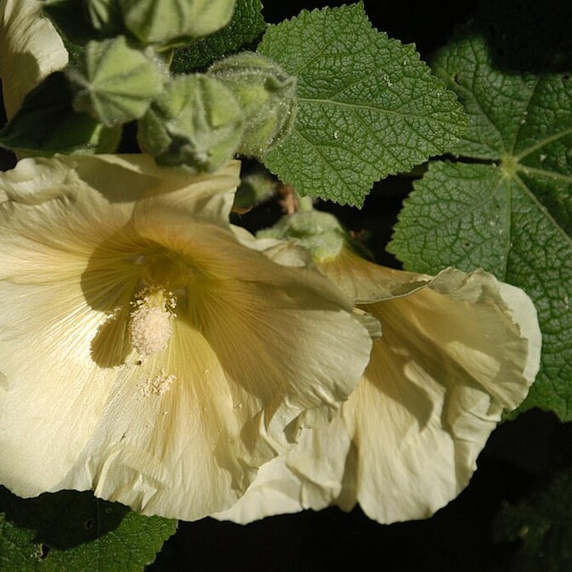 Hollyhock Seed