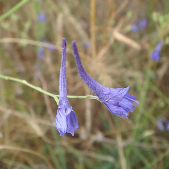 Larkspur Seed