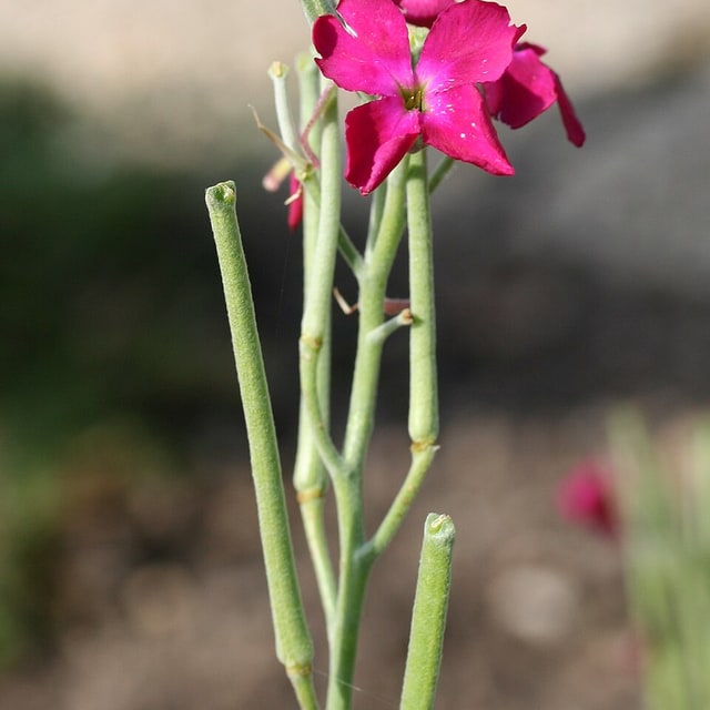 Stock Flower Seed