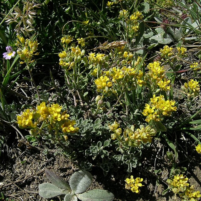 Alyssum Seed