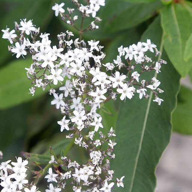 Gypsophila Seed
