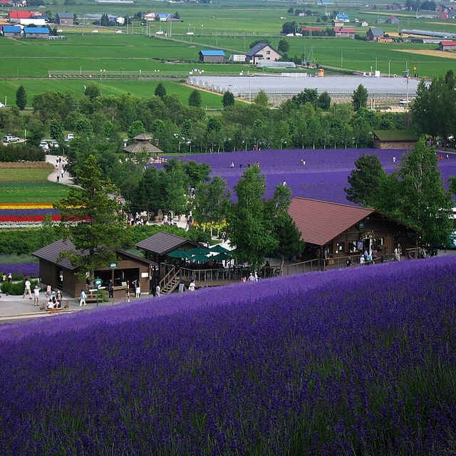Lavender Seed