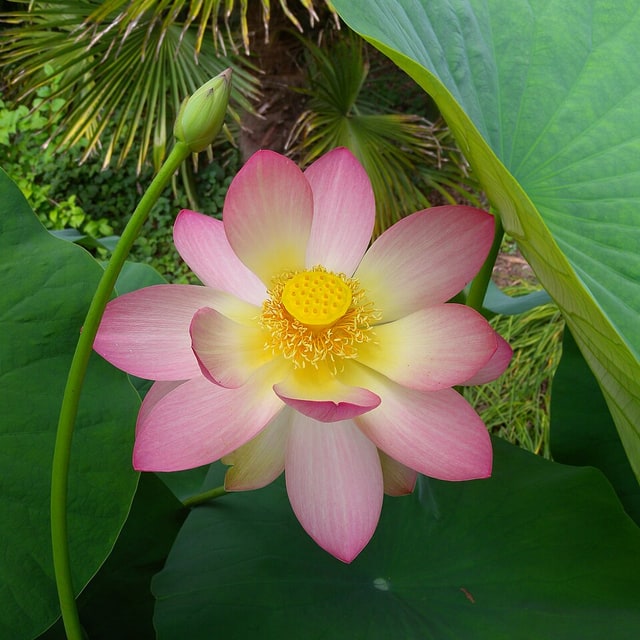 Lotus Seed for planting