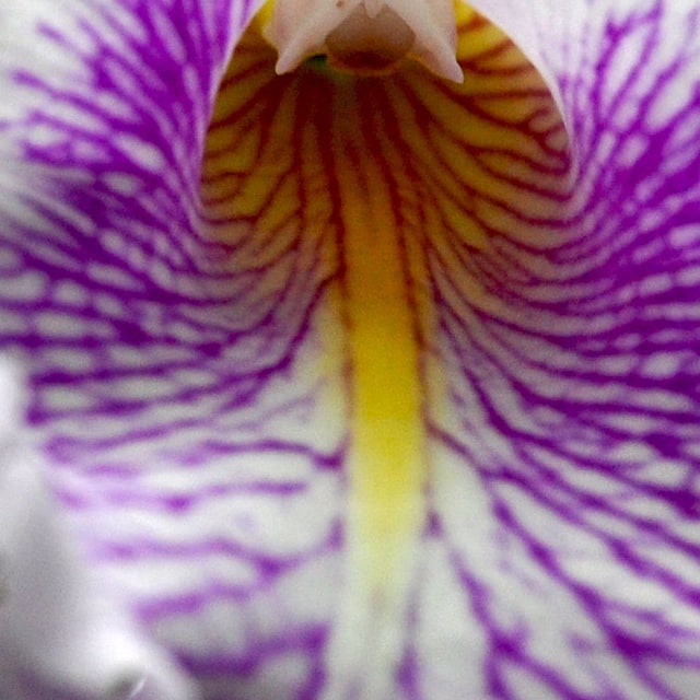 Orchid Seed for propagation