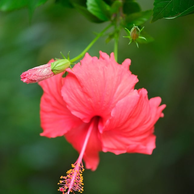 Hibiscus Seed