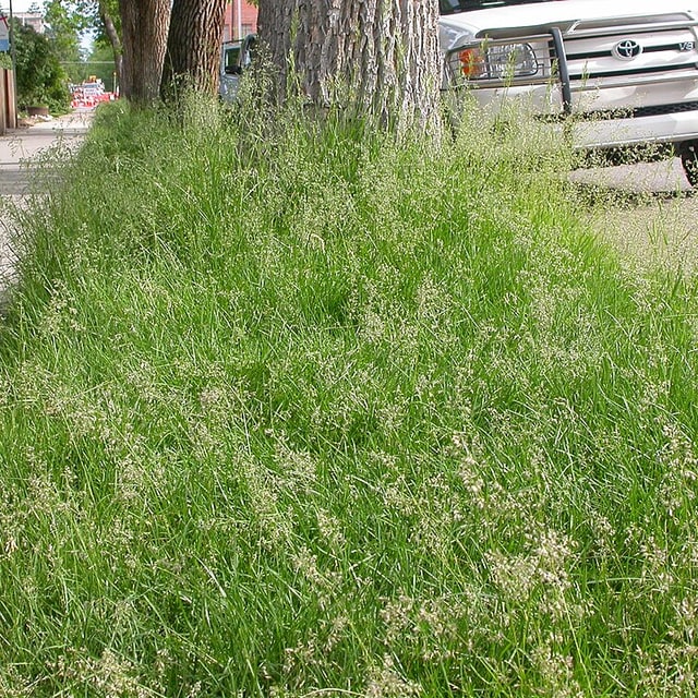 Kentucky Blue Grass Seed