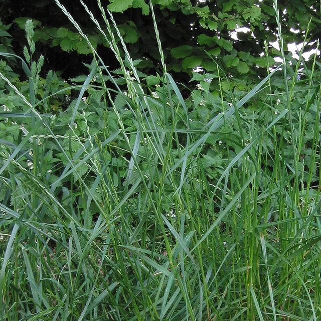 Rye Grass Seed