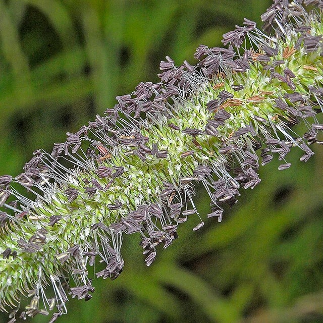 Timothy Grass Seed