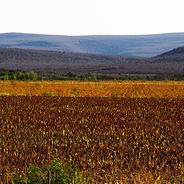 Sudan Grass Seed