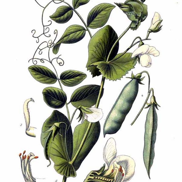 Cowpea Fodder Seed